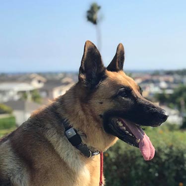 Zeus loves his Fi collar